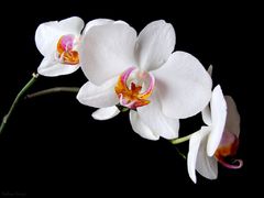 Orchidea