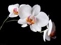 Orchidea