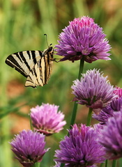 vidlochvost v pažitke :)
