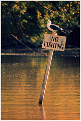 No Fishing