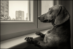 City dog