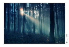 .:Magic Forest:.
