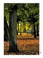 .:jeseň v parku:.