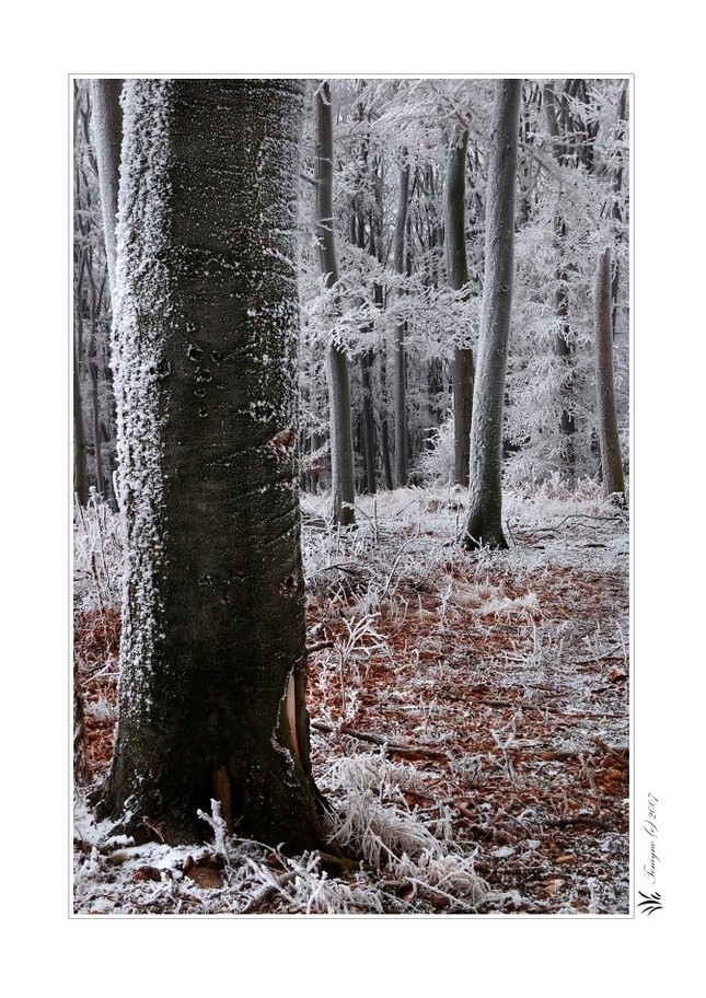 ...Frozen Guards_I...