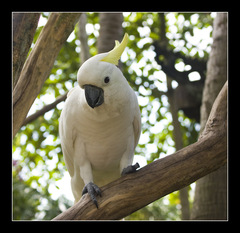 Kakadu zlatochochlatý