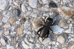 Gryllus campestris....