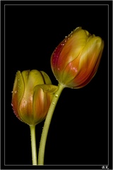 tulipany