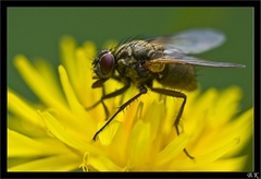 bzzz