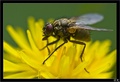 bzzz