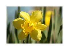 narcis
