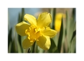 narcis