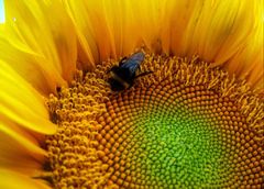 sunflower2