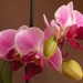 orchidea Phalaenopsis