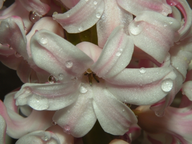kvet hyacintu