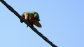 papagaj na drote