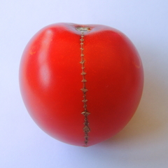 Tomato in sweater