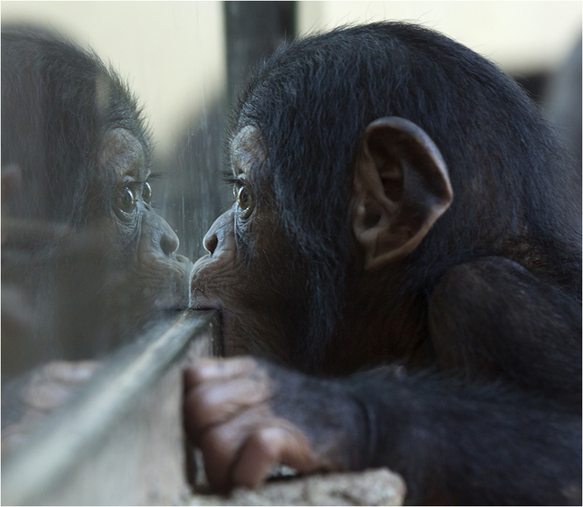 V ZOO