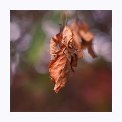 podzimní snění...