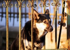 Tu strážim ja ! ! !