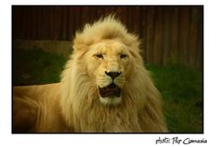 ....