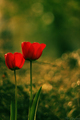 tulips.