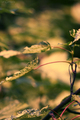 leaves.
