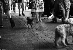 bibione street