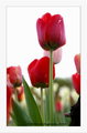 Tulipán