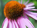 Echinacea