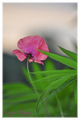 pinkmak