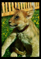 LIONik