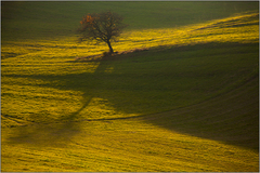 Posledné prchavé svetlo
