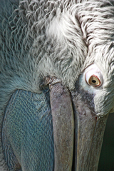 pelikan