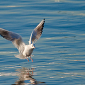 Caspian seagull