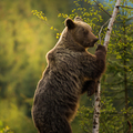 Brown bear (Ursus arctos)