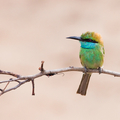 Green bee-eater - Sri Lanka