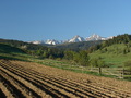 Osturňa