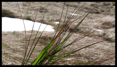Mountain Grass