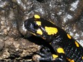 Salamandra