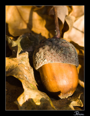 Uložený na zimný spánok