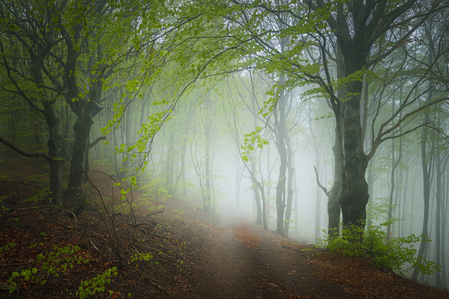 Tajomné lesy Slovenského krasu