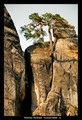 Bonsai na Sahaře v Českým ráji