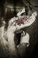 spider's web
