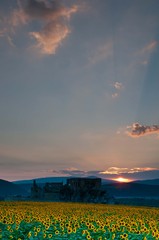 zapadofka