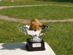 champion..????