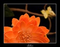 orange flower