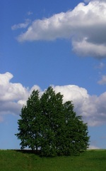 Veterné oblaky