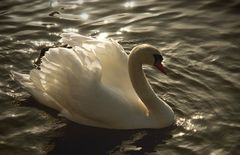 Noblesa