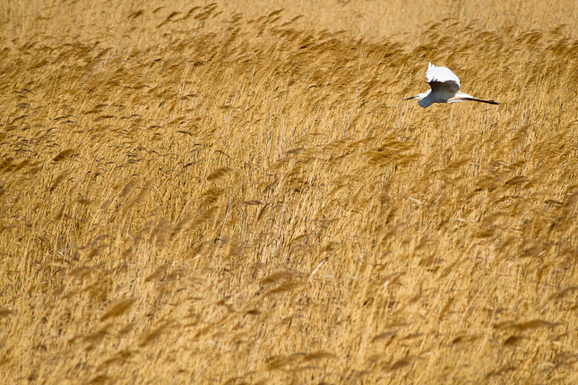 Volavka biela (Egretta alba)