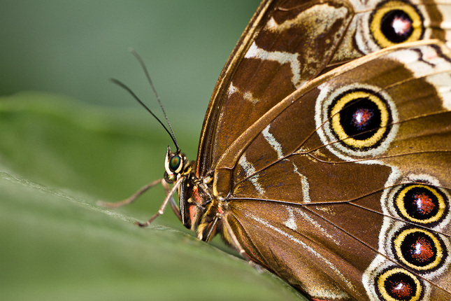 Morpho peleides